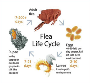 flea-life-cycle