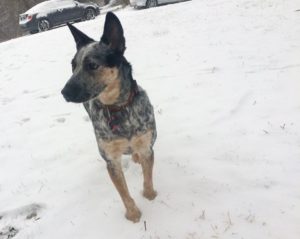 Charlie In The Snow