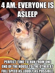 cat alarm