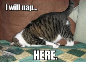 funny-cat-nap3