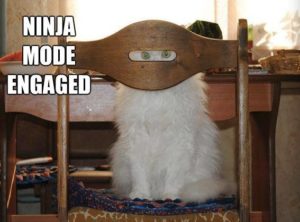 ninja-cat