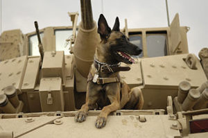 330px-Belgian_Shepherd_Malinois_on_top_of_tank