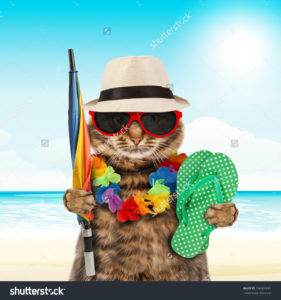 stock-photo-funny-cat-going-on-vacation-296302682