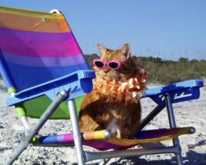 vacation-cat