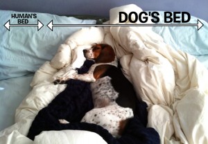 Dog Bed vs Human Bed