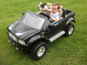 dog riding shotgun