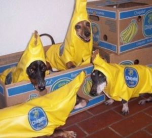 banana dachschund