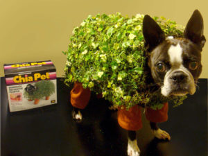 chia pet boston terrier