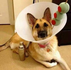 german shepherd martini