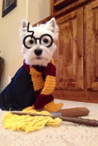 harry potter westie