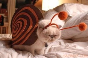 snail cat costume