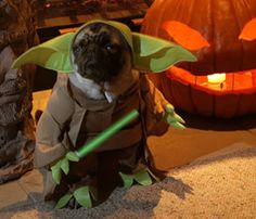 10 Best Pet Costumes – Veterinarians in Leesburg