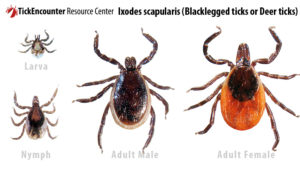 Black Legged Deer Tick