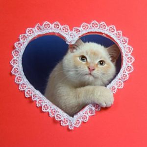 Valentine Cat